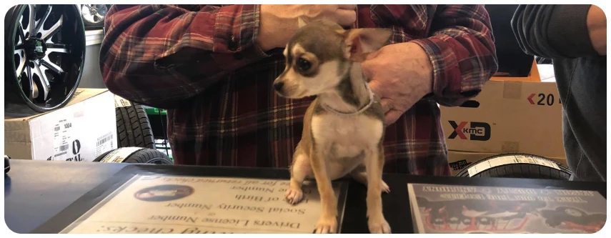 Small dog sitting on a table.